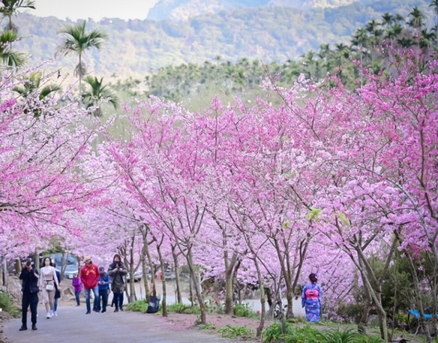 台灣賞櫻秘境：草嶺周邊櫻花景點推薦
